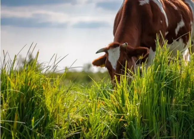 Referentiesituatie beweiden en bemesten bij natuurvergunningen