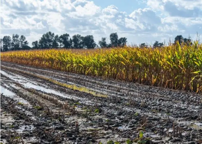 Te lang drasplas kost landbouwer geld