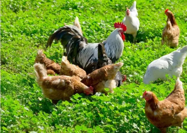 Forse aanscherping regels biologisch pluimvee per 2022