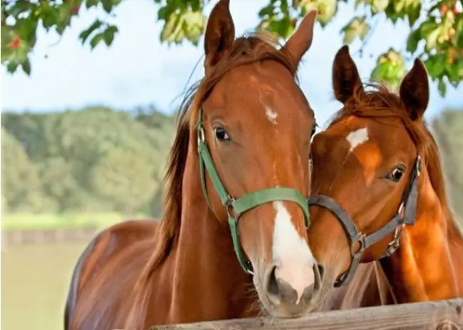 Registratie locatie paarden verplicht vanaf 21 april