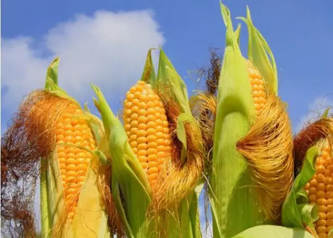 Uitstel inzaaien vanggewas na maïs