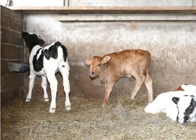 Vrijstellingsregeling zoogkoeien